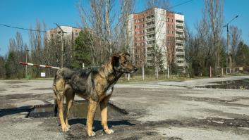 La ciencia revela las anomalías de los perros de la que fue la zona más radiactiva del mundo