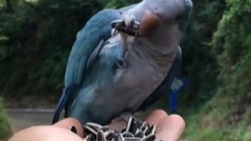 El mágico momento de un pájaro vuela directo a la mano de una mujer llena de pipas