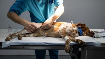 Enferma su perra con cáncer agresivo, gasta sus ahorros y se ve obligada a tener un segundo trabajo