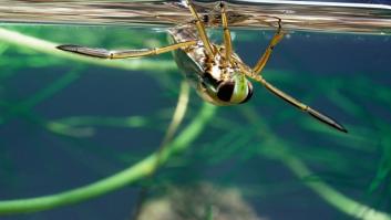 El diminuto insecto entre pulga y chinche capaz de doblar los decibelios máximos permitidos por la policía