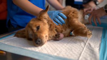 Las dos palabras que los veterinarios no quieren escuchar cuando los dueños se despiden de sus mascotas