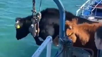 Imposible no sonreír viendo a estas vacas saltar al agua para llegar a las islas Inishkea