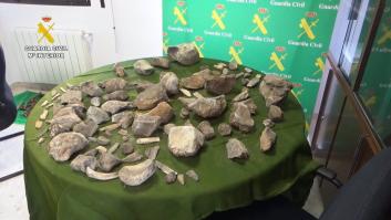 Golpe de la Guardia Civil con la recuperación de 100 restos de mamuts expoliados de un yacimiento paleontológico en Granada