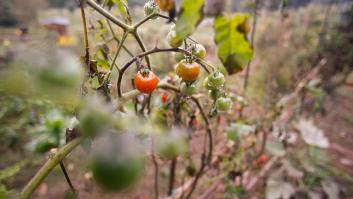 Marruecos en pie de guerra contra el tomate español: "Es descaradamente obvio"