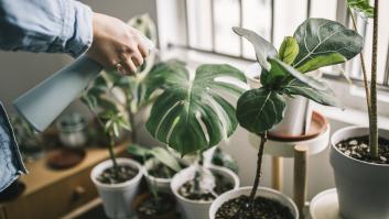 Si las puntas de las hojas de tus plantas interiores se ponen marrones te están mandando este mensaje