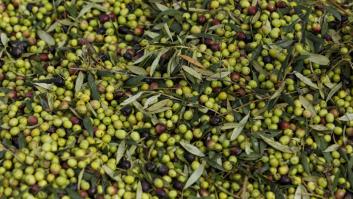 Los aranceles de EEUU desvían la aceituna española a la otra parte del mundo