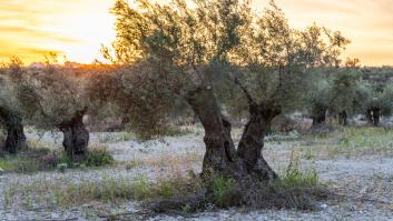 Amenaza de desastre total en la producción de aceite de oliva por el 'Covid-19 de los olivos'