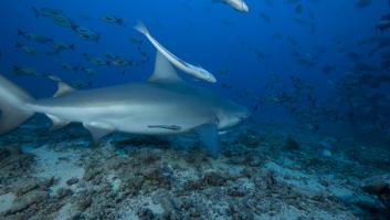 Un depredador amenazador está expulsando a los grandes tiburones blancos y nadie puede hacer nada al respecto