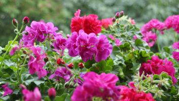 Adiós a los geranios: la planta de colores preciosos que florece también en febrero