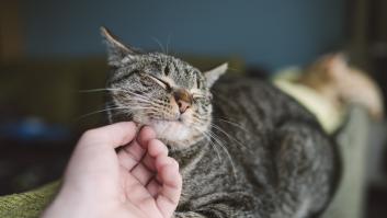 Una experta aclara si tu gato te echa de menos cuando te vas de casa