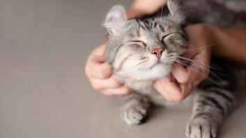 Es suave, pero tiene un motivo: por qué los gatos muerden cuando los acaricias