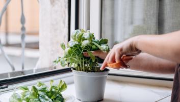 Adiós a la albahaca del supermercado: un experto desvela cómo tener una cosecha interminable