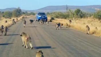 Un leopardo desafía a una tropa de babuinos y la situación da un giro inesperado