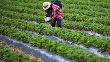 Tirón de orejas de Europa a España por ser la portadora de la fruta más 'sucia' junto con Marruecos y Egipto