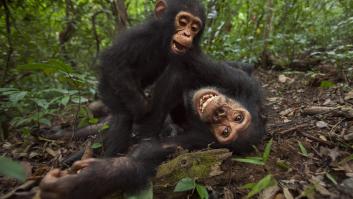 Este es el primer diccionario del lenguaje chimpancé del mundo: lograron traducir 66 gestos