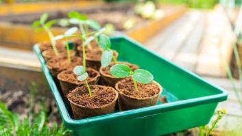 La verdura amada en las ensaladas de los españoles que puedes plantar en febrero en tu casa: agradecida y de rápido crecimiento