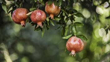 Ni naranjos ni limoneros: piden plantar la fruta que es un mazazo contra el estrés oxidativo y antiplagas para escapar de la sequía