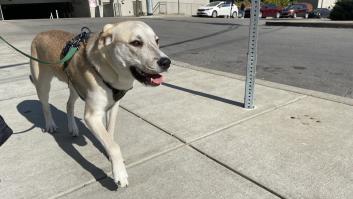 Los vecinos de un pueblo de Zaragoza están en pie de guerra por la nueva tasa que les cobran por tener un perro