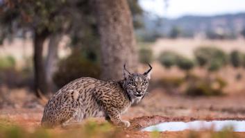 Convierten al lince ibérico en alimaña y tres zonas españolas le declaran la inexistencia