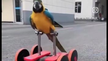 Un loro descubre el patinete y decide no volver a volar