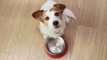 Un veterinario pide deja de dar a los perros este alimento tóxico para ellos: se trata del oro verde español