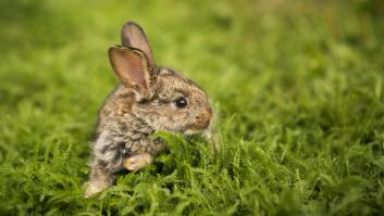 Descubren un animal que se creía desaparecido desde hace más de 120 años tras una ardua misión de cinco años