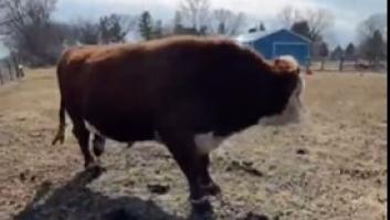 Una vaca, una pelota y mucha alegría, el video más tierno del día