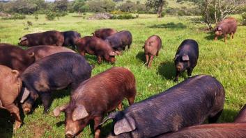 Una dehesa de Huelva esquiva la muerte por un empresario enamorado del jamón ibérico a 10.000 kilómetros de distancia