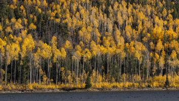 Pando, la colonia de árboles que es el ser vivo más longevo de La Tierra