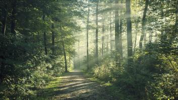 Una mujer se encuentra en el bosque con una montaña de pan abandonado: acuden las autoridades y descubren la amenaza