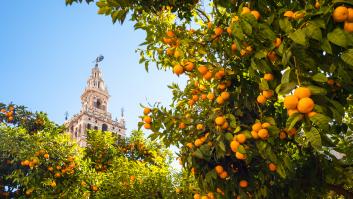 Reino Unido señala como manjar la fruta querida en España que embriaga de olor a medio país desde marzo