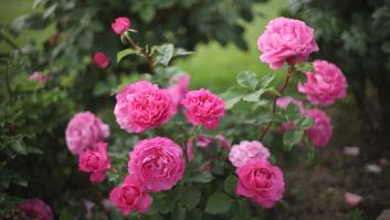 Los mejores jardineros actúan en marzo para evitar el pulgón de primavera en los rosales