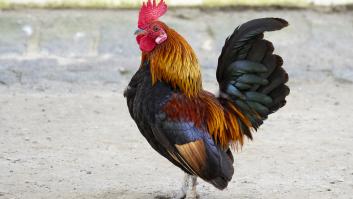 Tumban la propuesta para proteger el canto del gallo