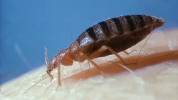 Una investigación demuestra el producto del hogar que elimina las chinches para siempre