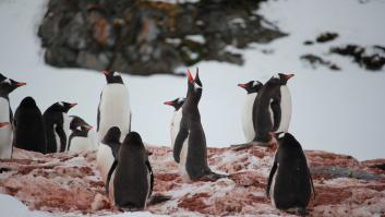 La ciencia sorprende con la conclusión del último estudio sobre pingüinos: sus excrementos afectan al clima