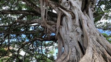 El árbol español de 389 años nombrado el mejor del año enferma de muerte