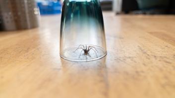 Aviso urgente para todos los que aplastan las arañas invasoras de la casa