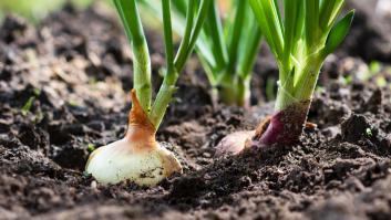 Piden esparcir cinco gramos de este fertilizante natural para tener una abundante cosecha de cebollas