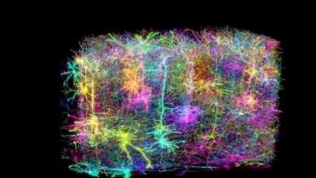 Hito en la neurociencia: el mapa más grande y detallado del cerebro de un mamífero