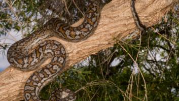 Un hombre se enfrenta a cargos de crueldad animal por dejar a su suerte a su gigantesca serpiente en una zona forestal: el desenlace fue fatal