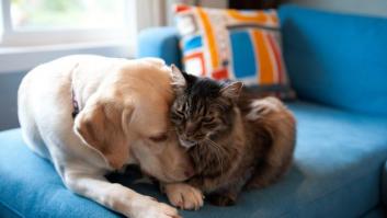 Triple golpe a los pelos de las mascotas: remedios para que no se note que hay un perro o un gato en casa