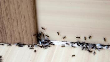Adiós a las hormigas en casa: una sola gota es capaz de acabar con la plaga