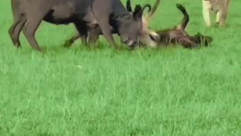Una manada de leonas intenta cazar un bebé búfalo y todo da un giro inesperado cuando aparece su madre