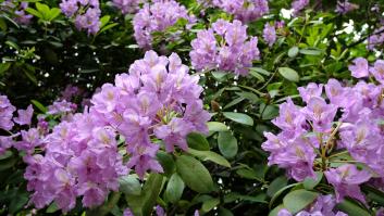 Adiós a las flores: una bióloga pide paralizar la poda de estos árboles y arbustos en primavera