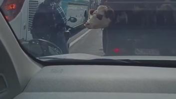 La extraña estampa entre un motorista y una vaca en pleno atasco