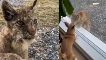 Una bestia salvaje asoma por la ventana con actitud hambrienta pero no se esperaba la reacción del chihuahua
