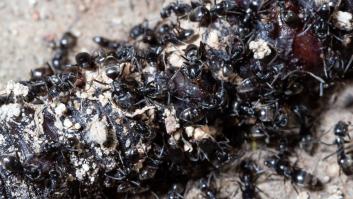 Pánico en Alemania por la especie invasora que ya está en España y el Mediterráneo: "Está entrando en las casas"