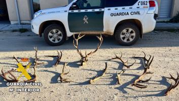 Entran a una finca a recoger cuernos a modo de trofeo, la Guardia Civil les pilla infraganti y sus ahorros se desvanecen
