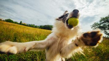 Un reconocido veterinario revela por qué las patas de los perros huelen a nachos o palomitas