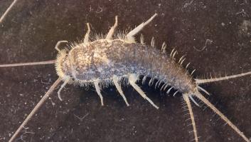 El insecto que atemoriza a un país entero: "Todos los meses me llama gente llorando"